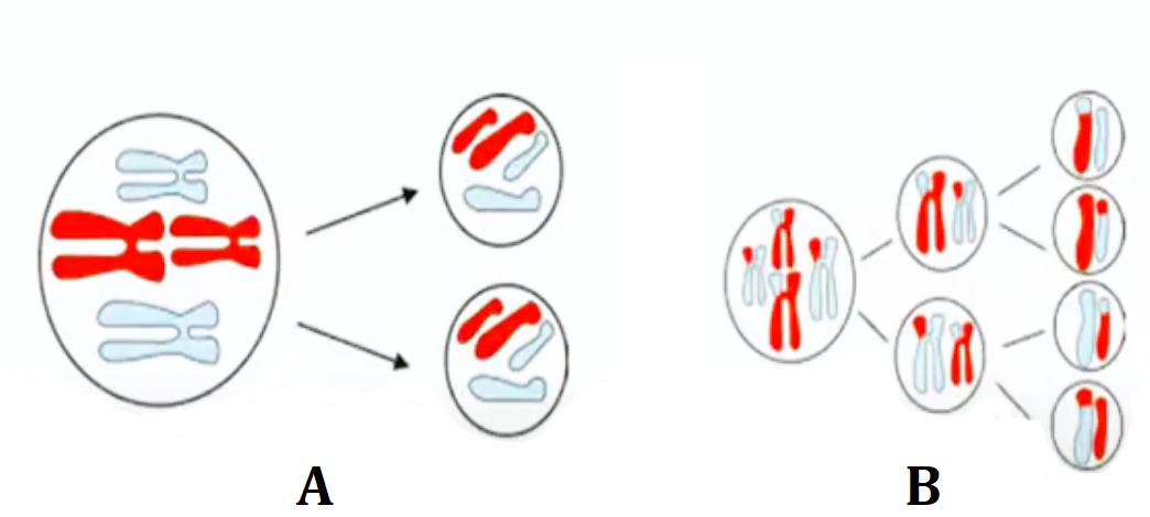 Two types of cell divisions, A and B, are shown in the figure below ...